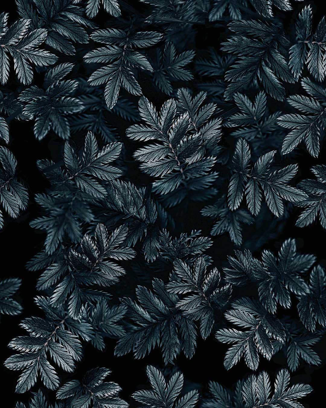 Call_Of-The_Mountain_Dark_Leaves_Blue